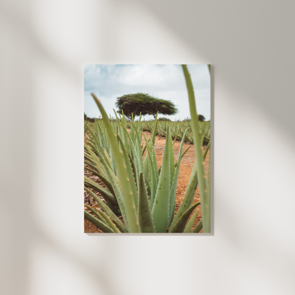 ARUBA ALOE POSTER – Bild 2