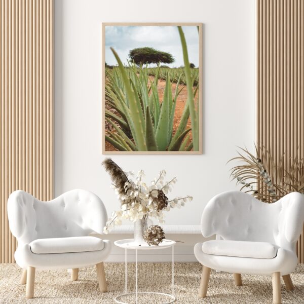 ARUBA ALOE POSTER – Bild 4