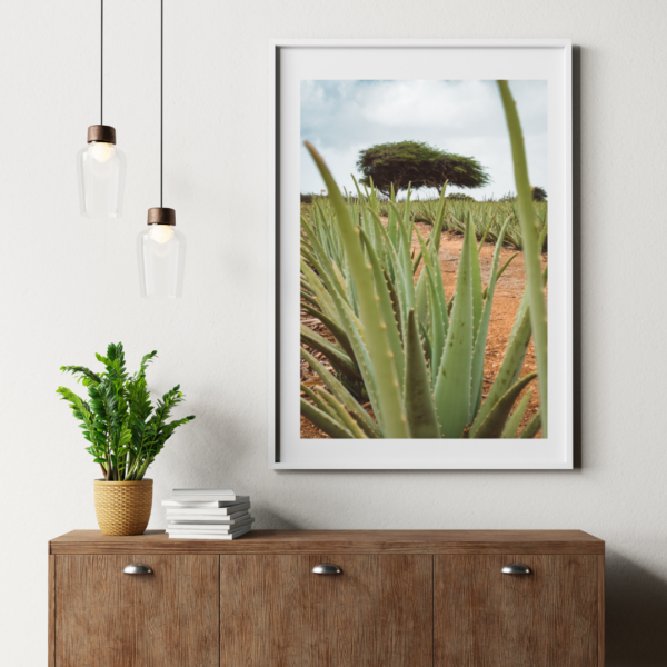 ARUBA ALOE POSTER – Bild 3