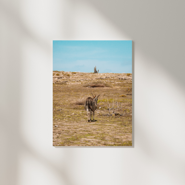 KISS MY ARSE POSTER, ARUBA – Bild 2