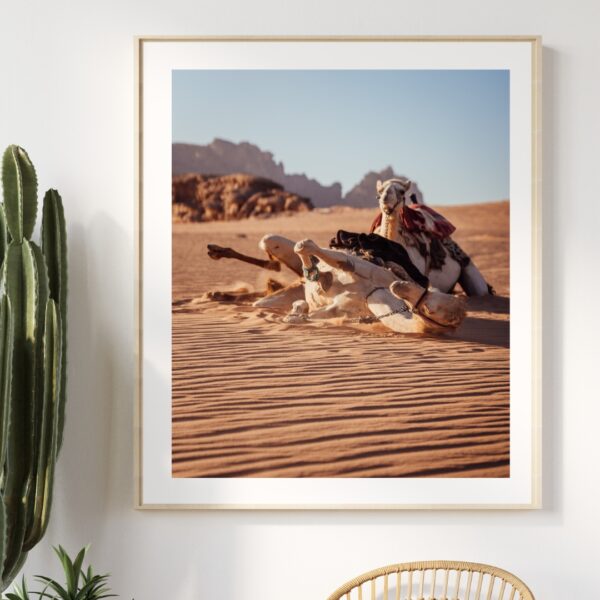 DESERT CAMELS #1 POSTER, JORDANIEN – Bild 3