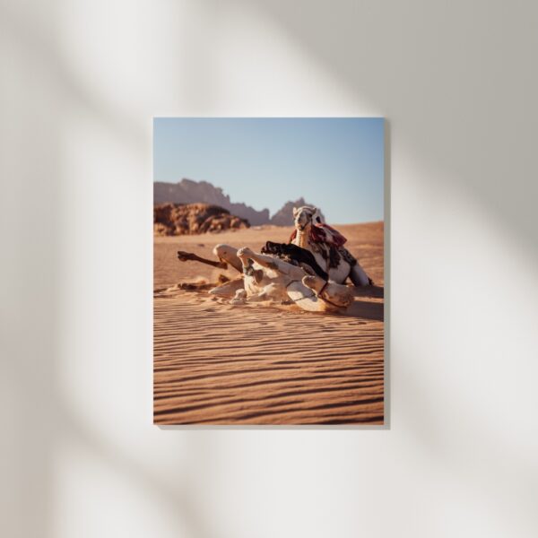 DESERT CAMELS #1 POSTER, JORDANIEN – Bild 2