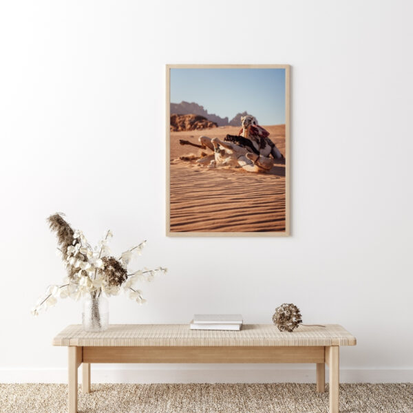 DESERT CAMELS #1 POSTER, JORDANIEN – Bild 5