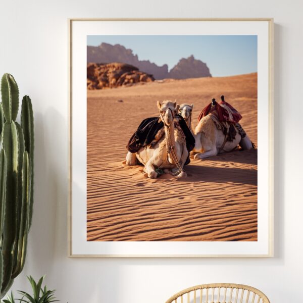 DESERT CAMELS #2 POSTER, JORDANIEN – Bild 3