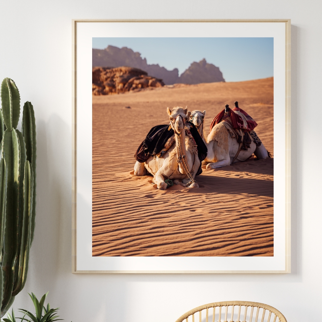 DESERT CAMELS #2, JORDANIEN – Bild 3