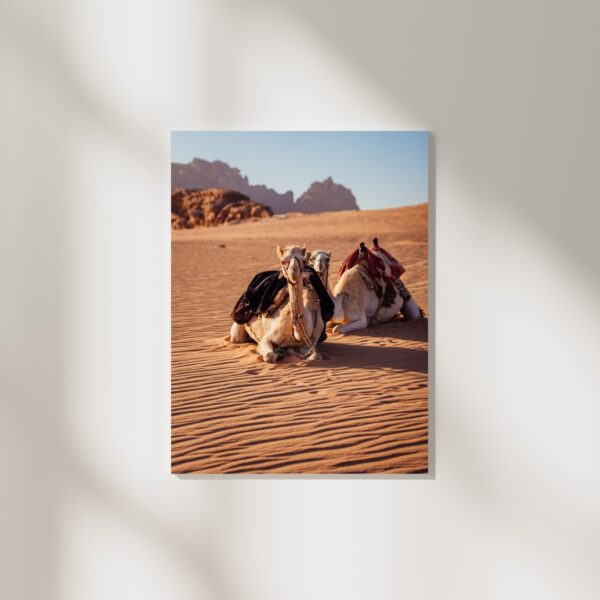 DESERT CAMELS #2 POSTER, JORDANIEN – Bild 2