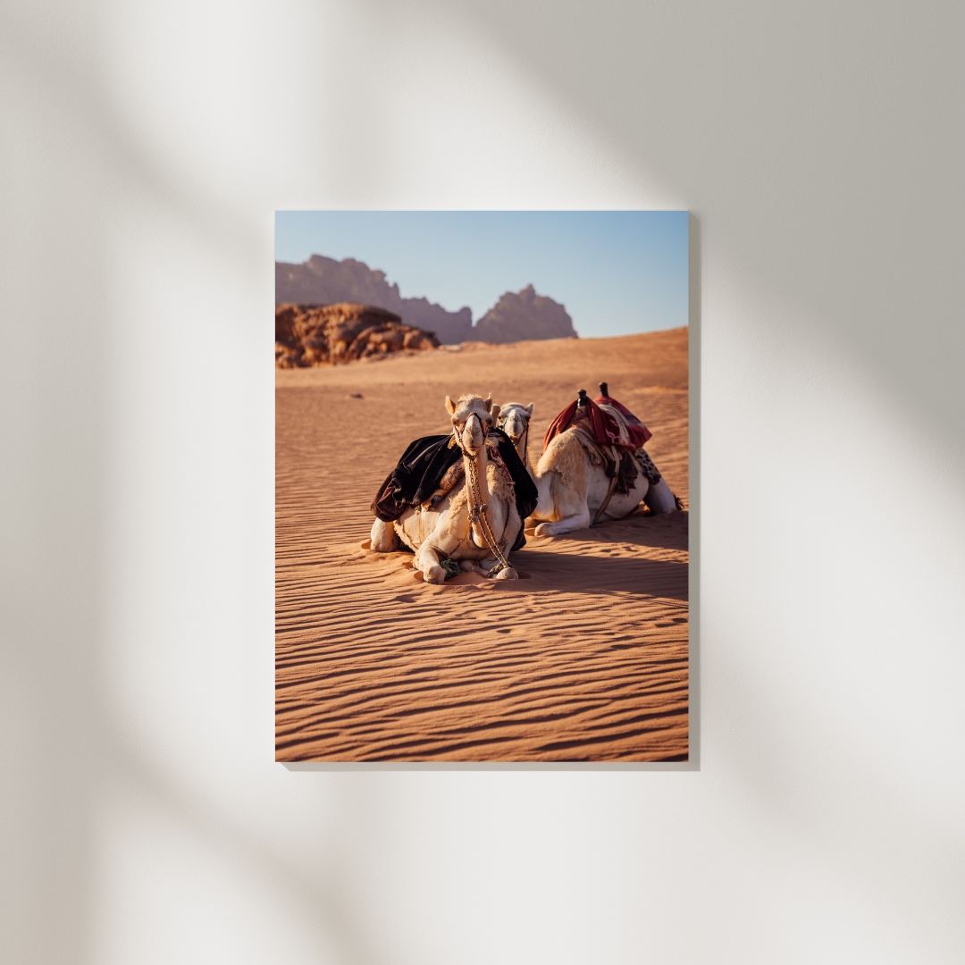 DESERT CAMELS #2, JORDANIEN – Bild 2