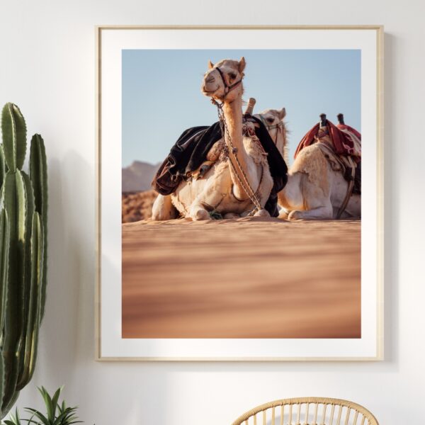 DESERT CAMELS #3 POSTER, JORDANIEN – Bild 3