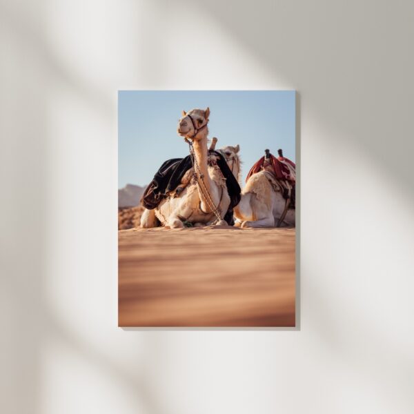 DESERT CAMELS #3 POSTER, JORDANIEN – Bild 2